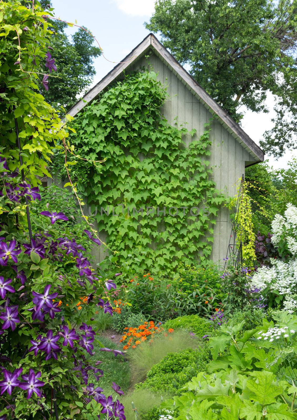 Little house in a flowering garden, ivy crawling up the wall.