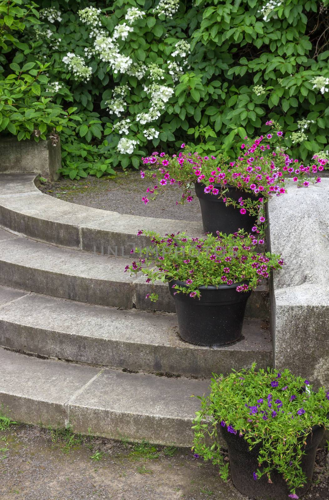 Pots with colorful flowers decorating stone steps in a garden.