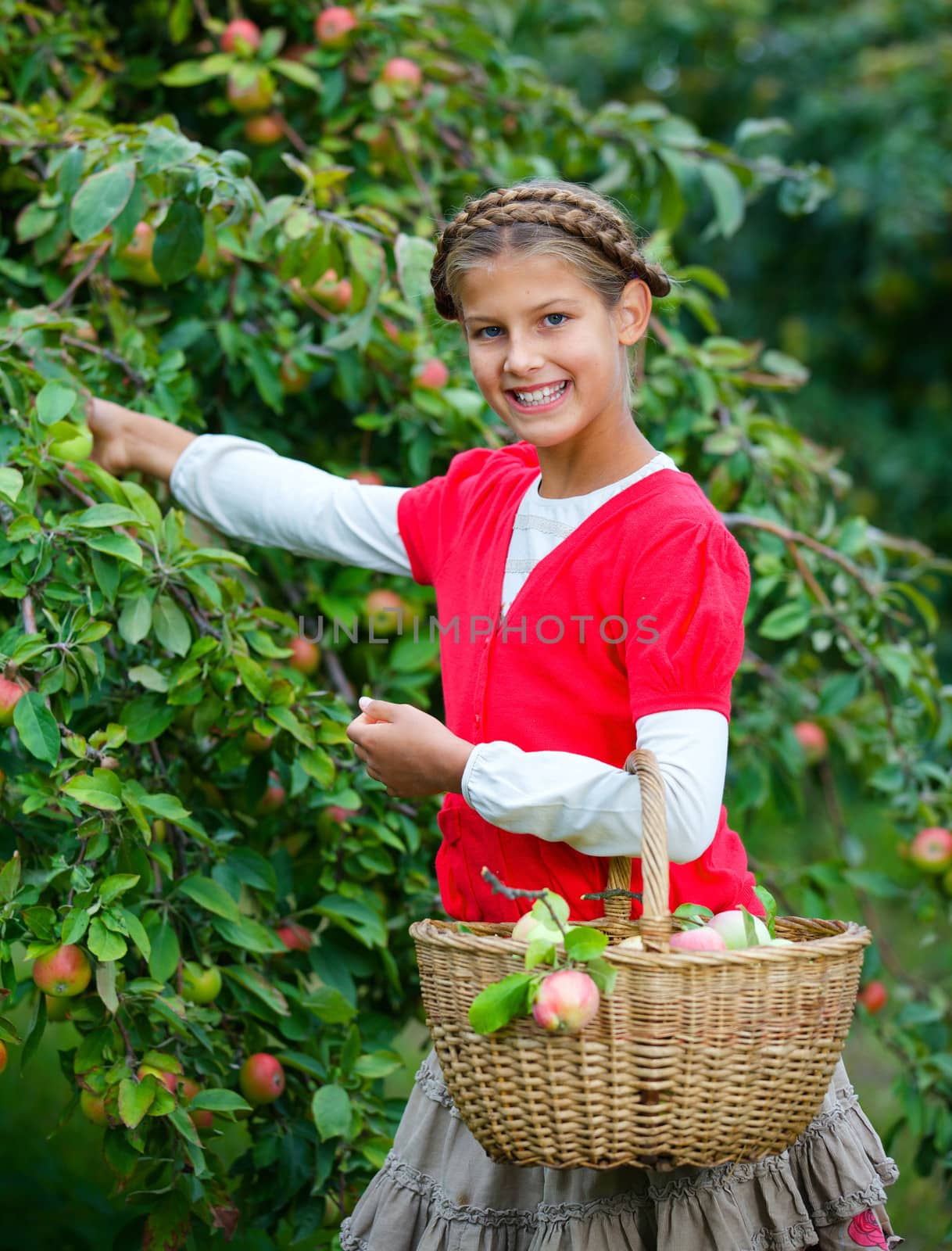 Harvesting apples. Beautiful girl helping in the garden and picking apples in the basket.