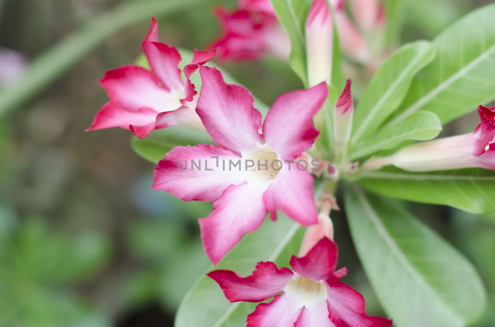 desert rose in nature by ammza12