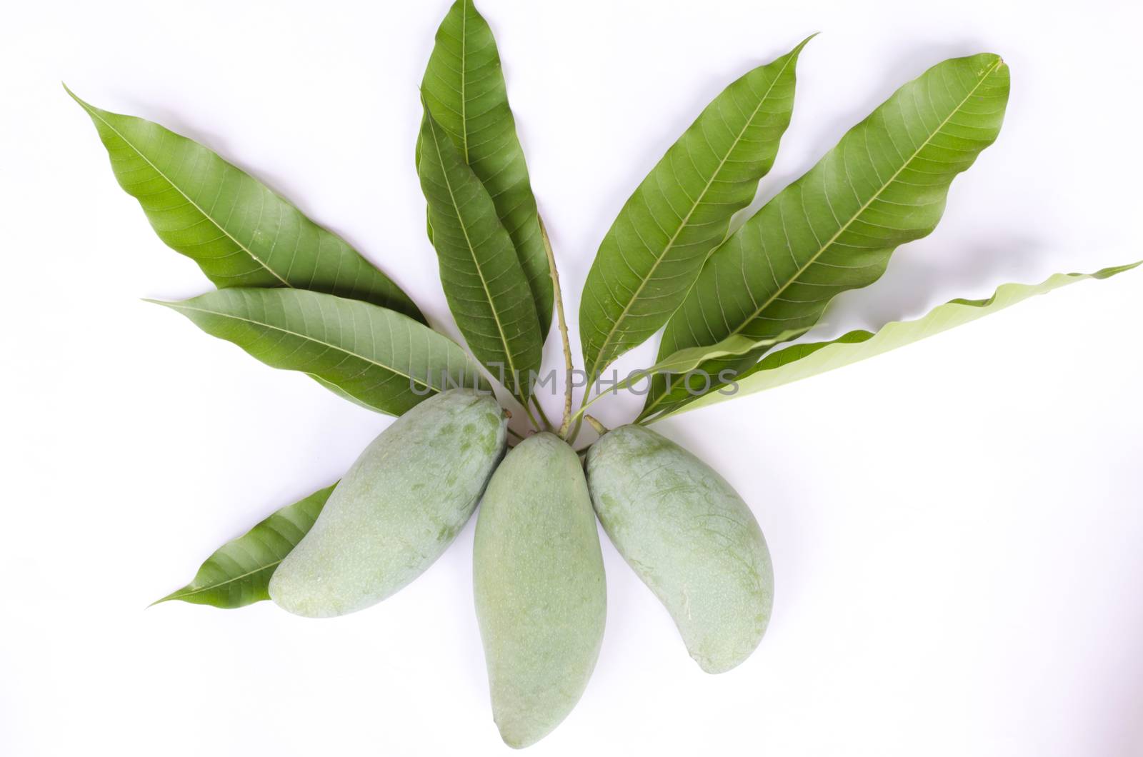 tree mangos with mango leaves isolated on white background