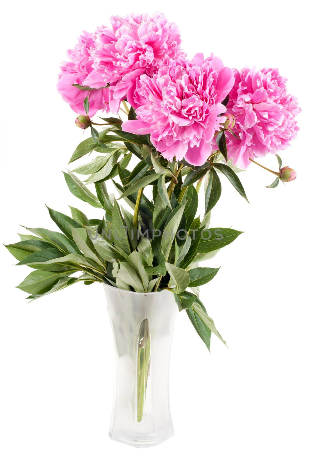 Beautiful pink peony isolated on white, studio shooting