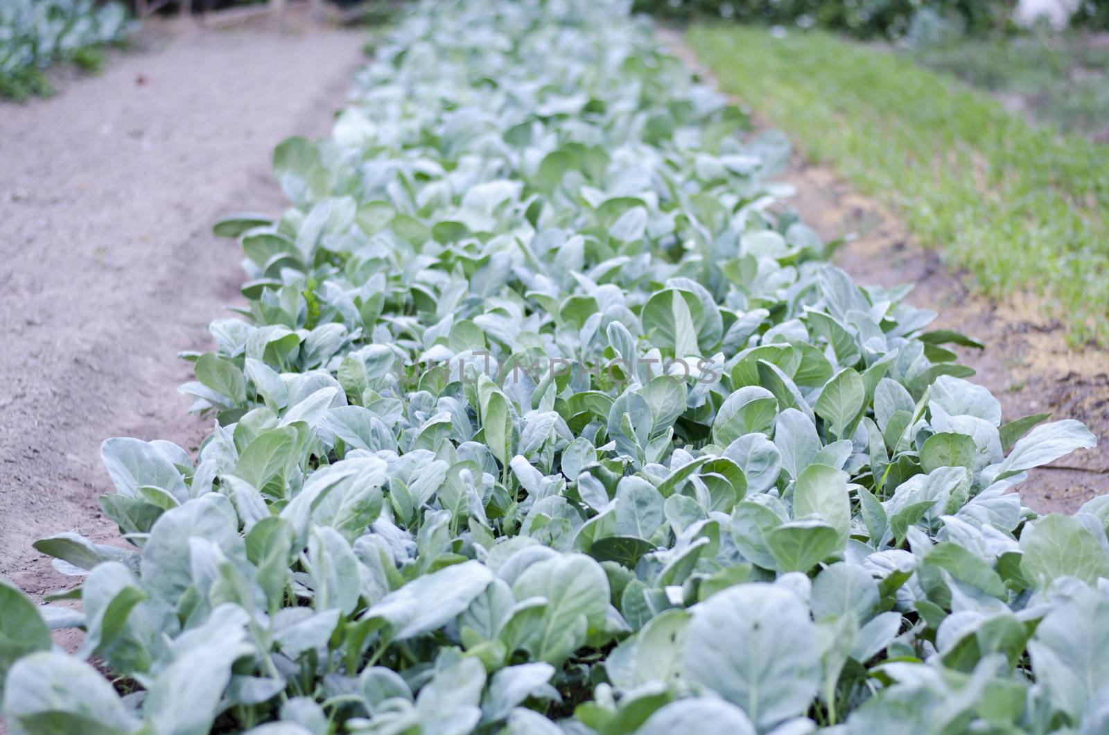 garden of mini kale in country