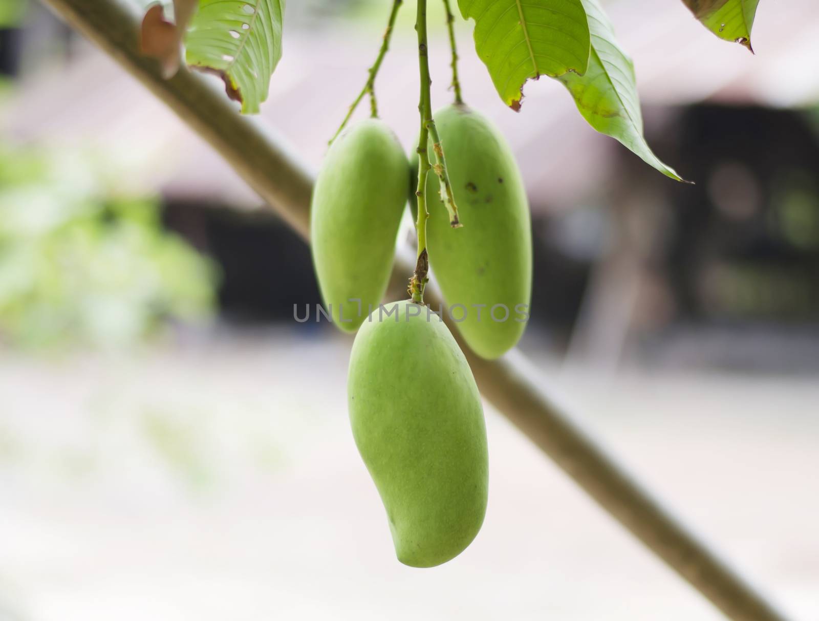 green mango on tree in asia 