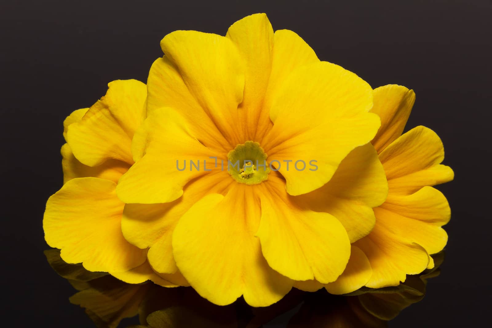 bundle of beautiful spring  flowers of yellow primula on black background