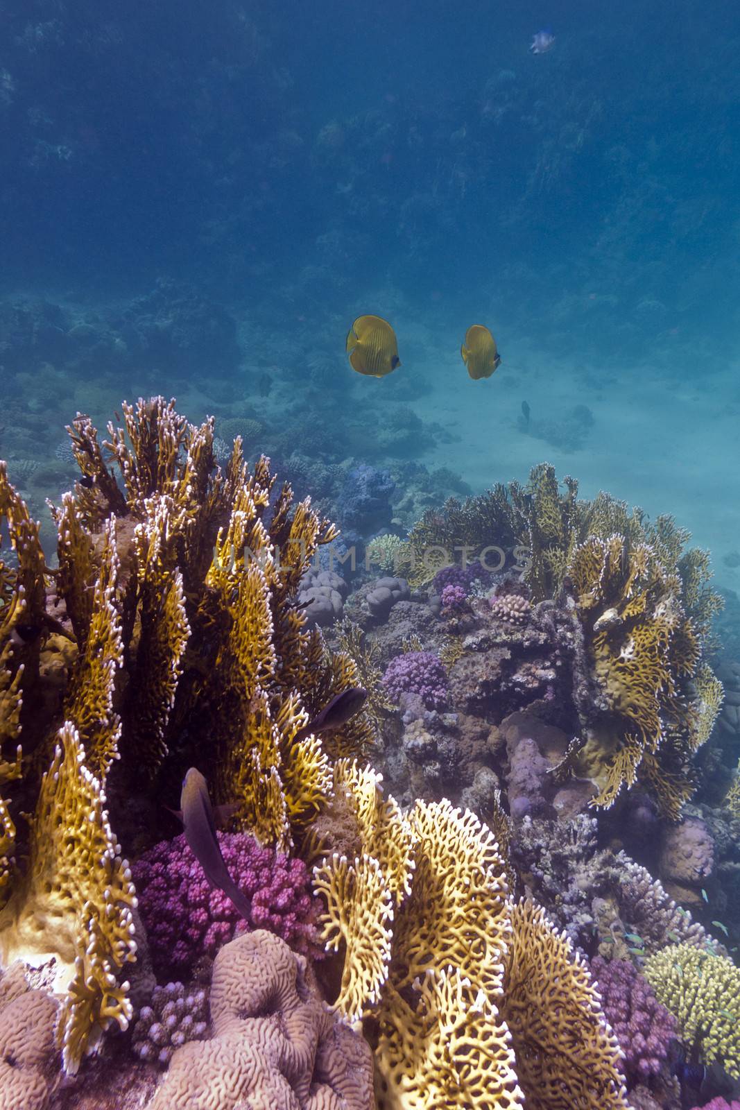 colorful coral reef  with stony and fire coral and butterflyfishes on the bottom of red sea in egypt