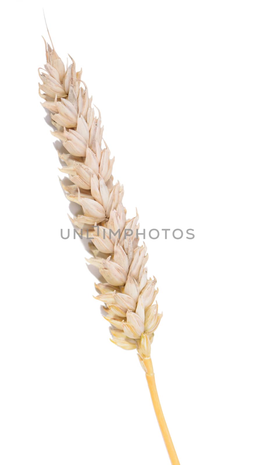 Single wheat stem on white background