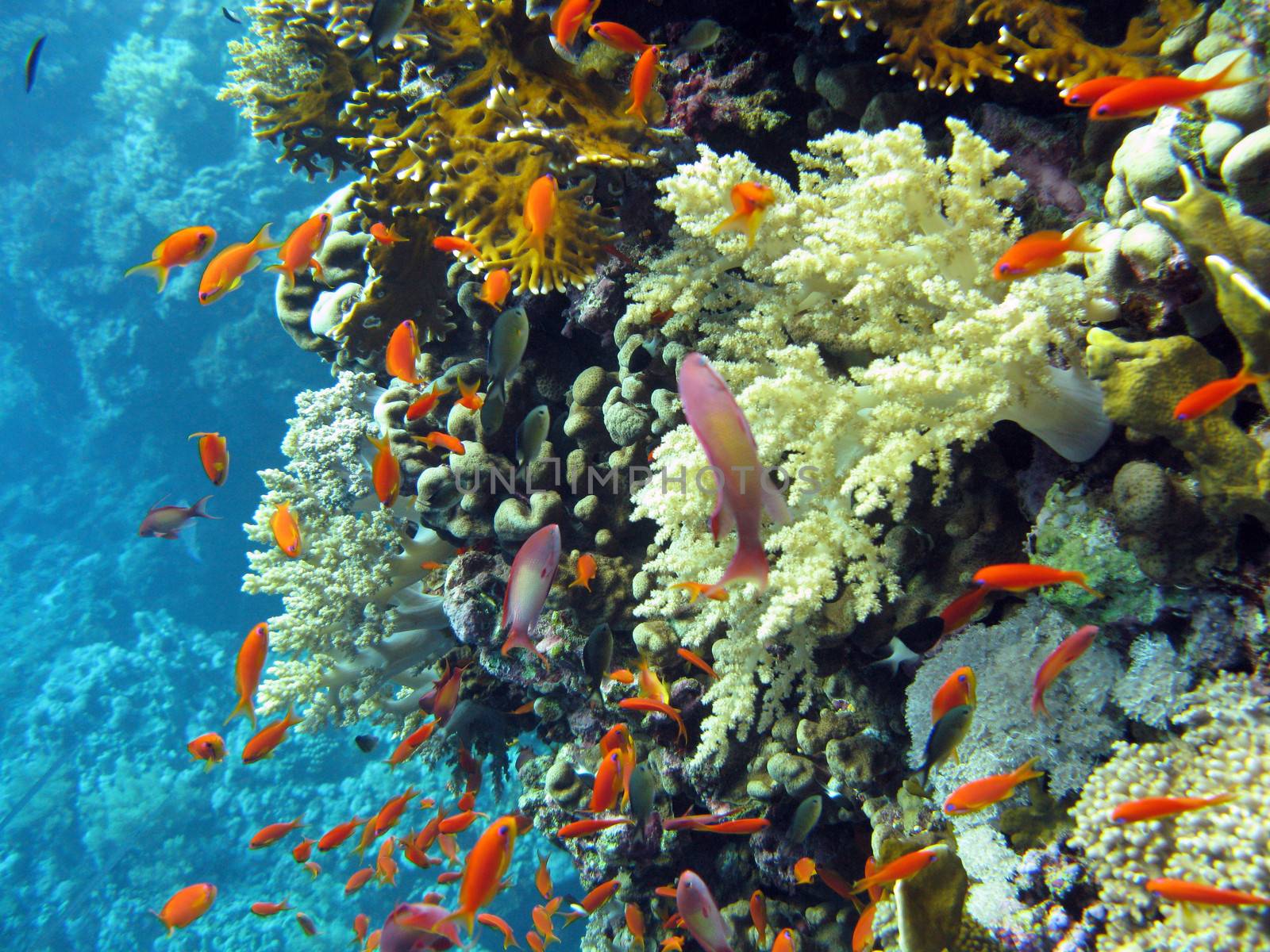 colorful coral reef with shoal of  orange fishes anthias at the bottom of tropical sea by mychadre77