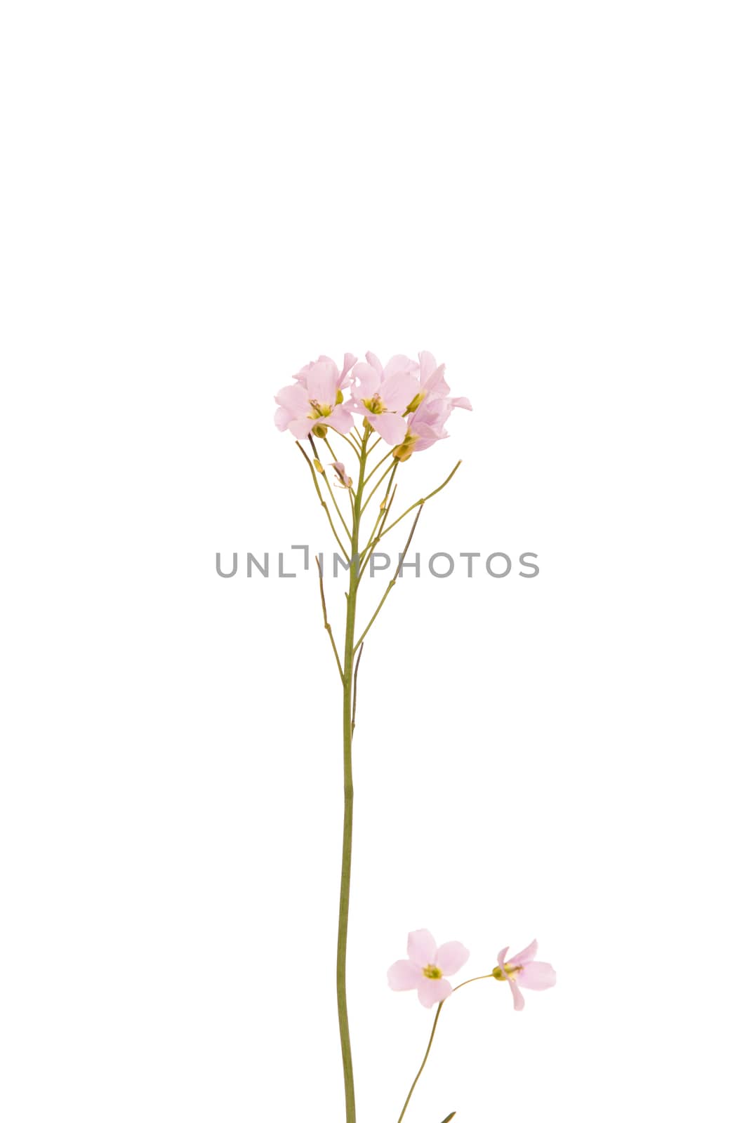 Pink wild flower isolated on white background