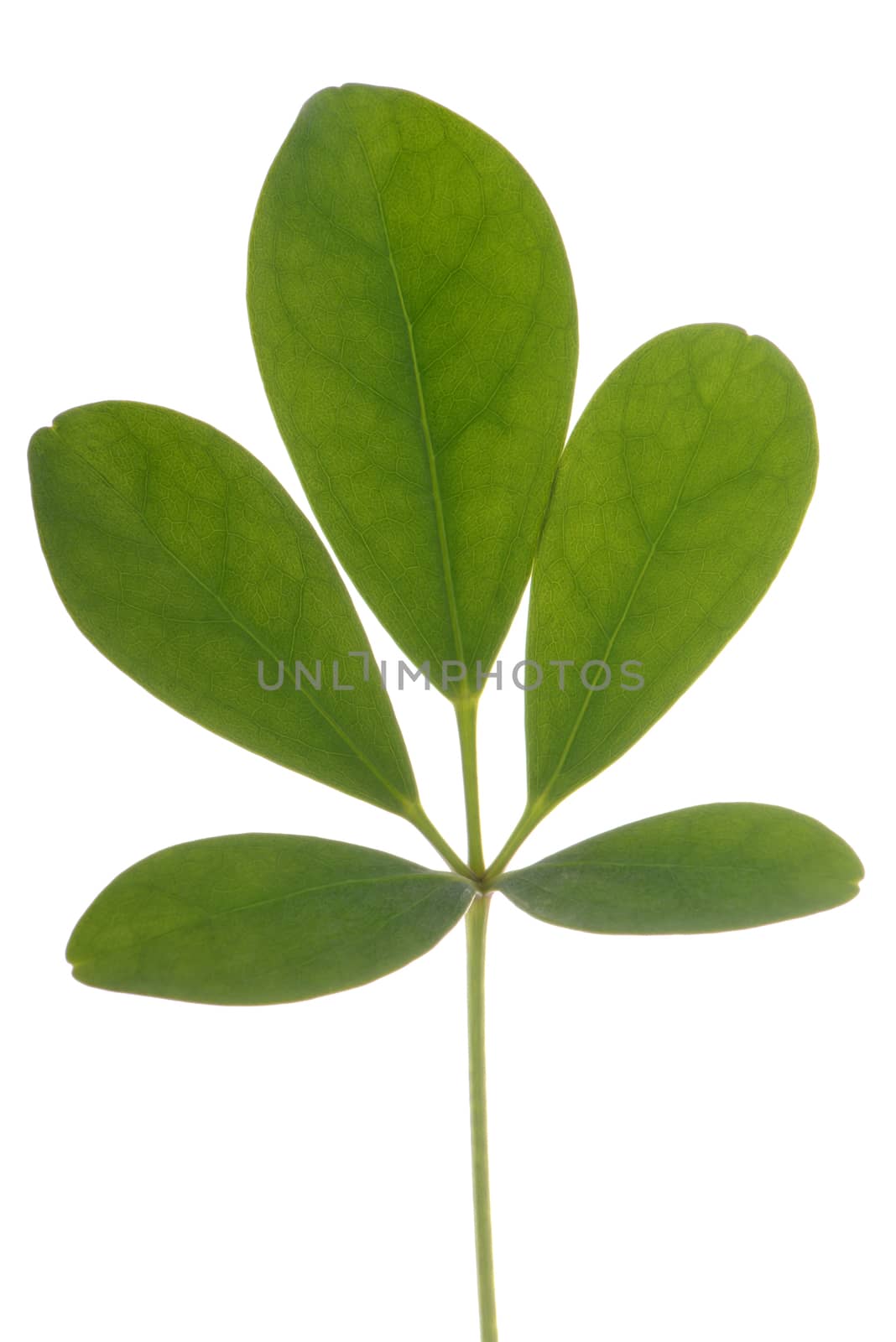 small branch of leaves isolate on white background