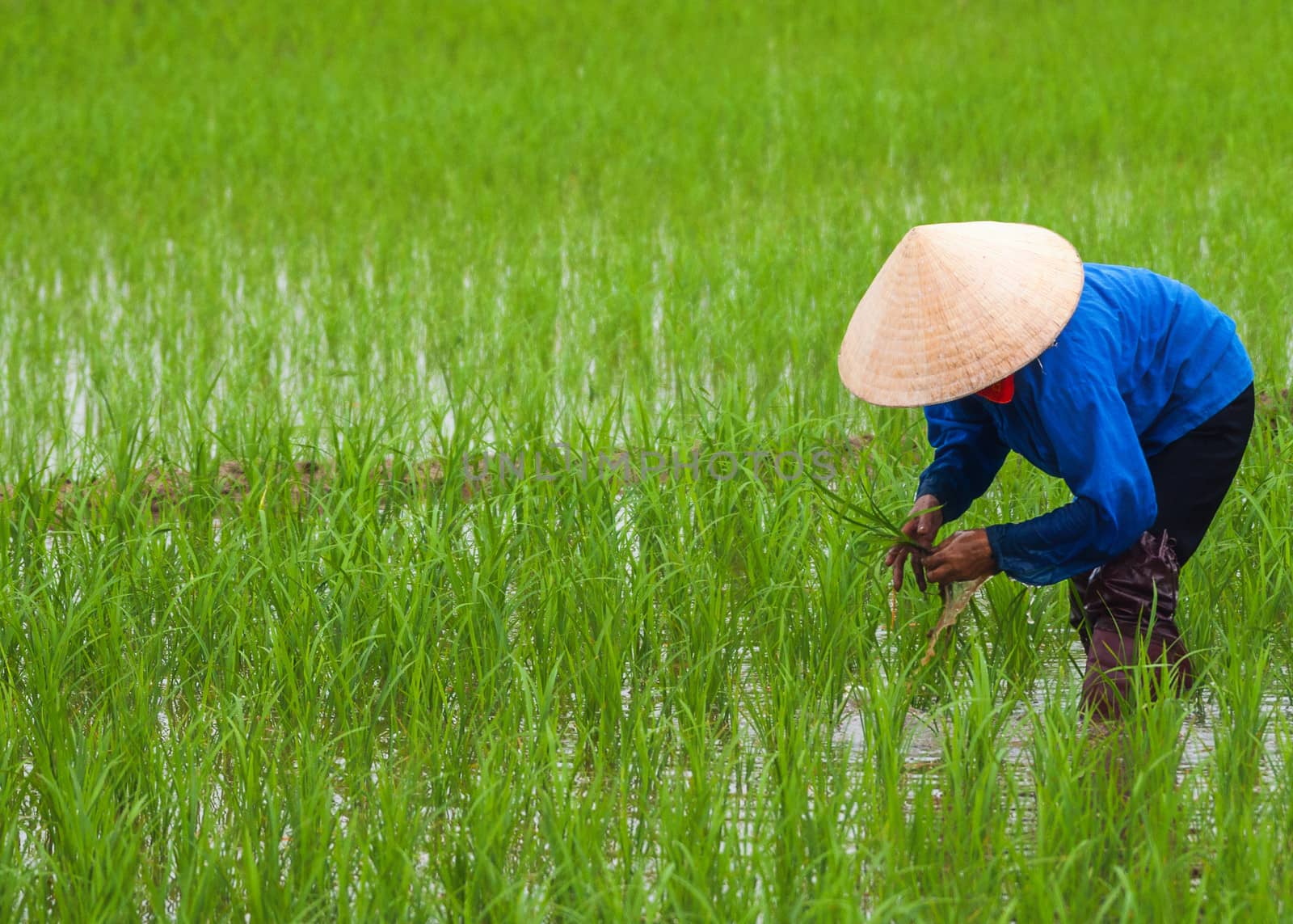 Vietnam: planting rice in empty patches of paddy. by Claudine