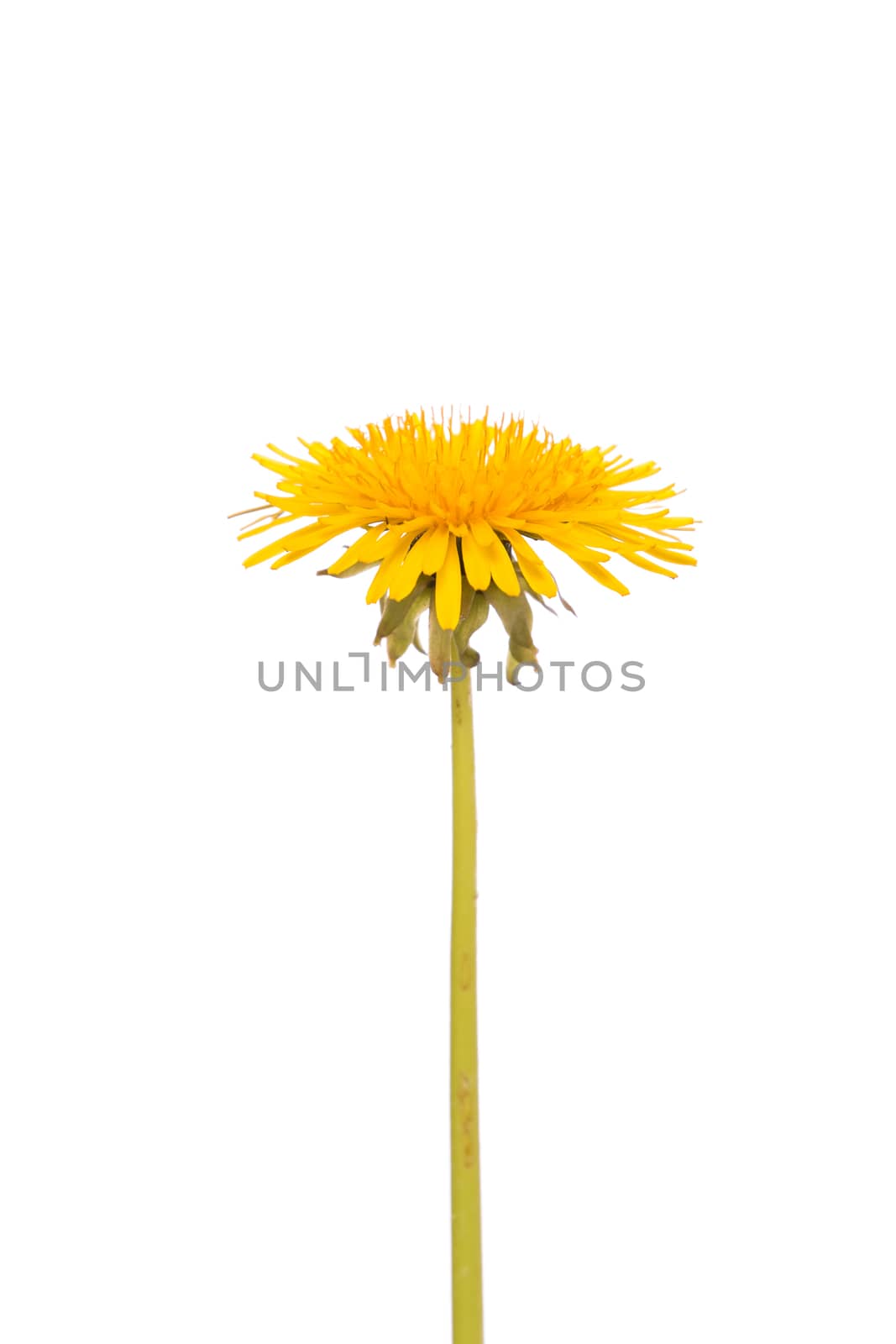 Yellow dandelion flower isolated on white background