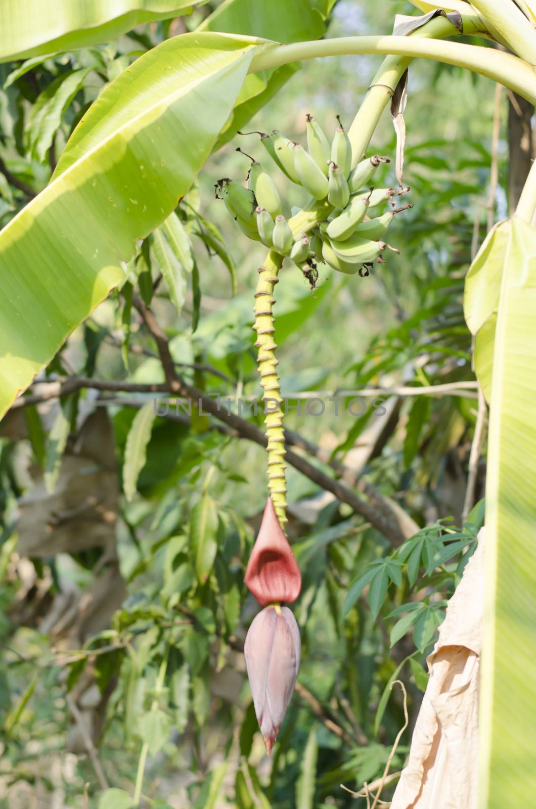 Banana Bud on banana tree