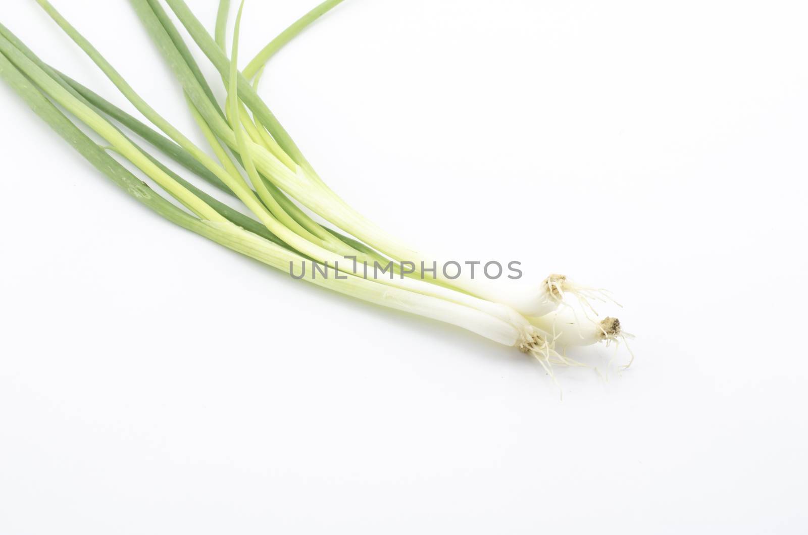 spring onion isolated on white by ammza12