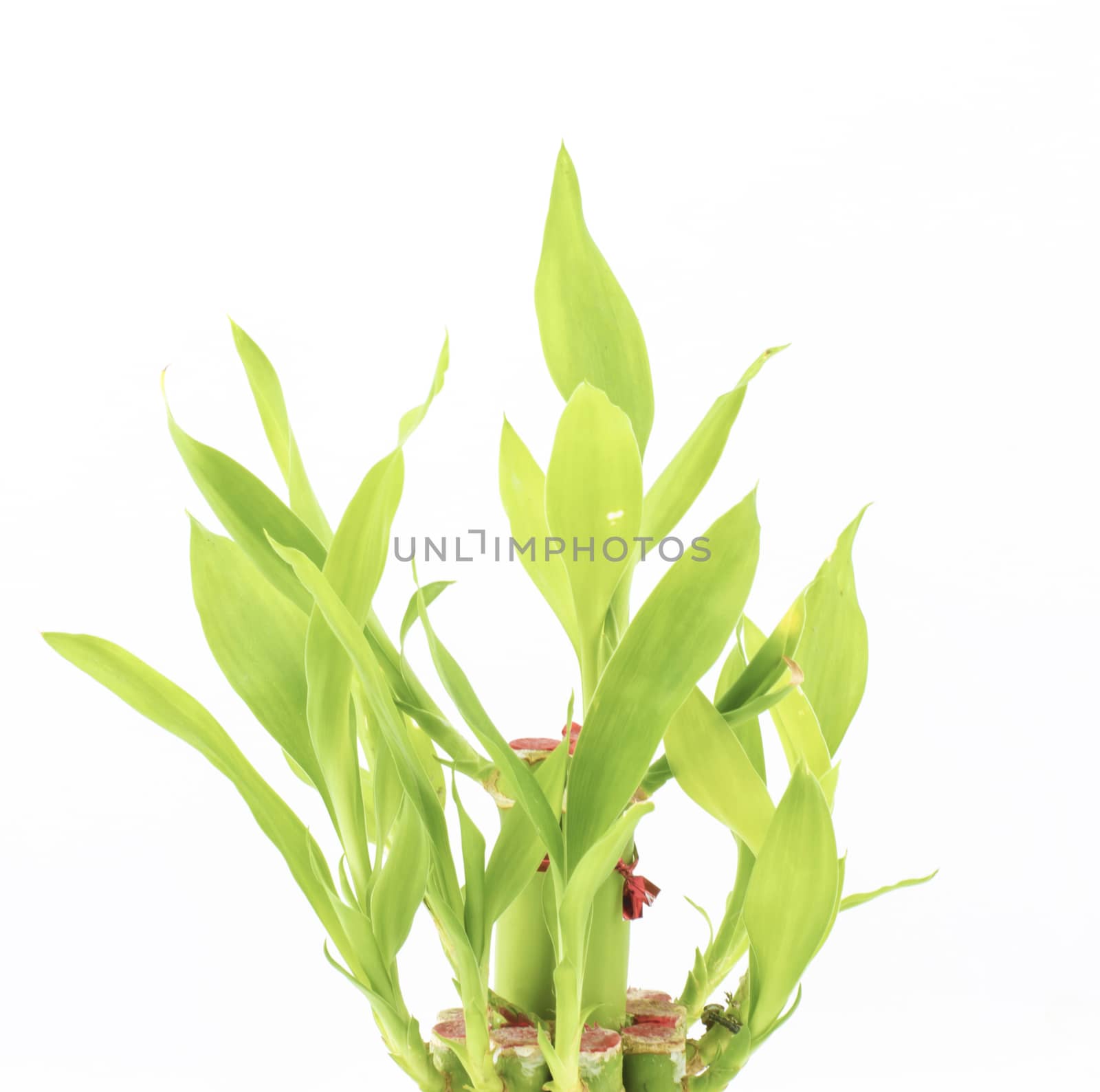 Dracaena Sanderiana isolated on white background