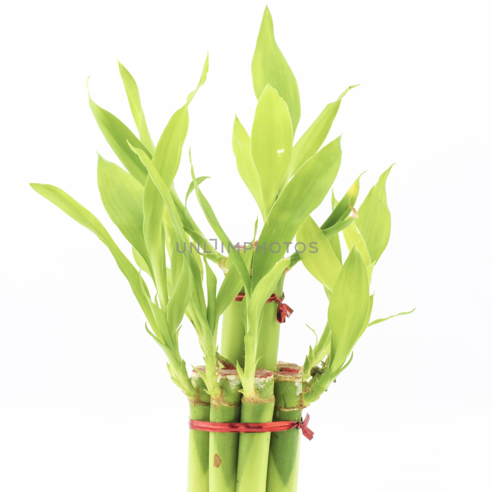 Dracaena Sanderiana isolated on white background