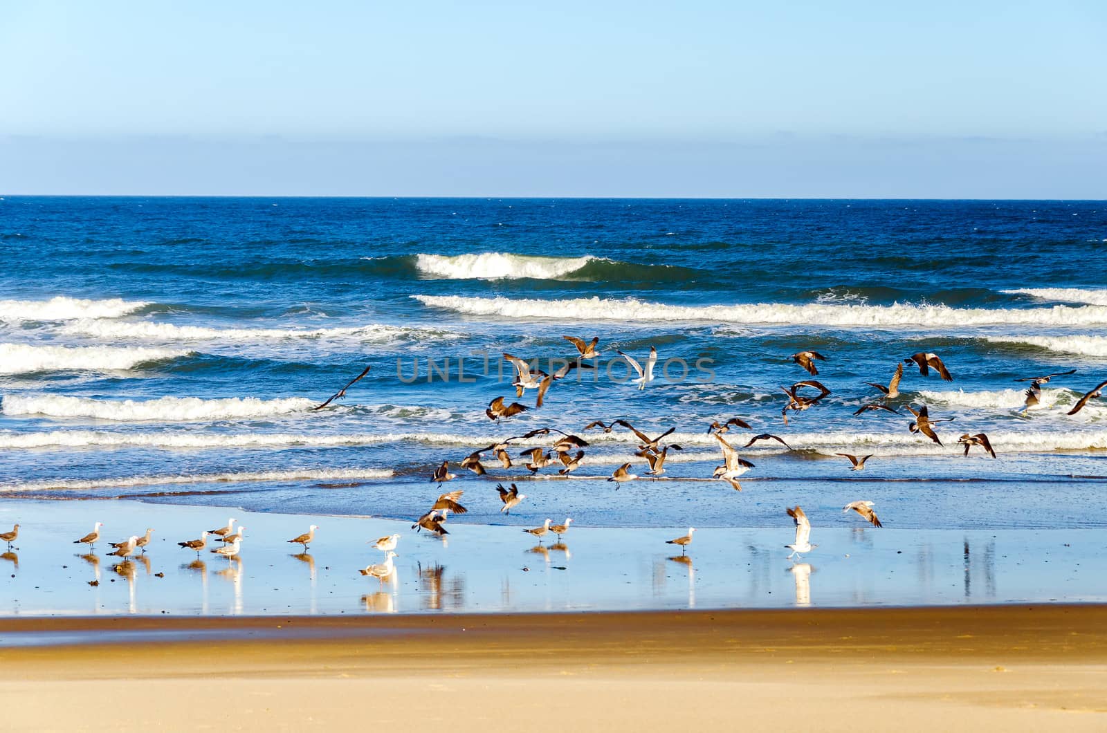 Beach and Pacific Ocean at Lincoln City, Oregon with seagulls