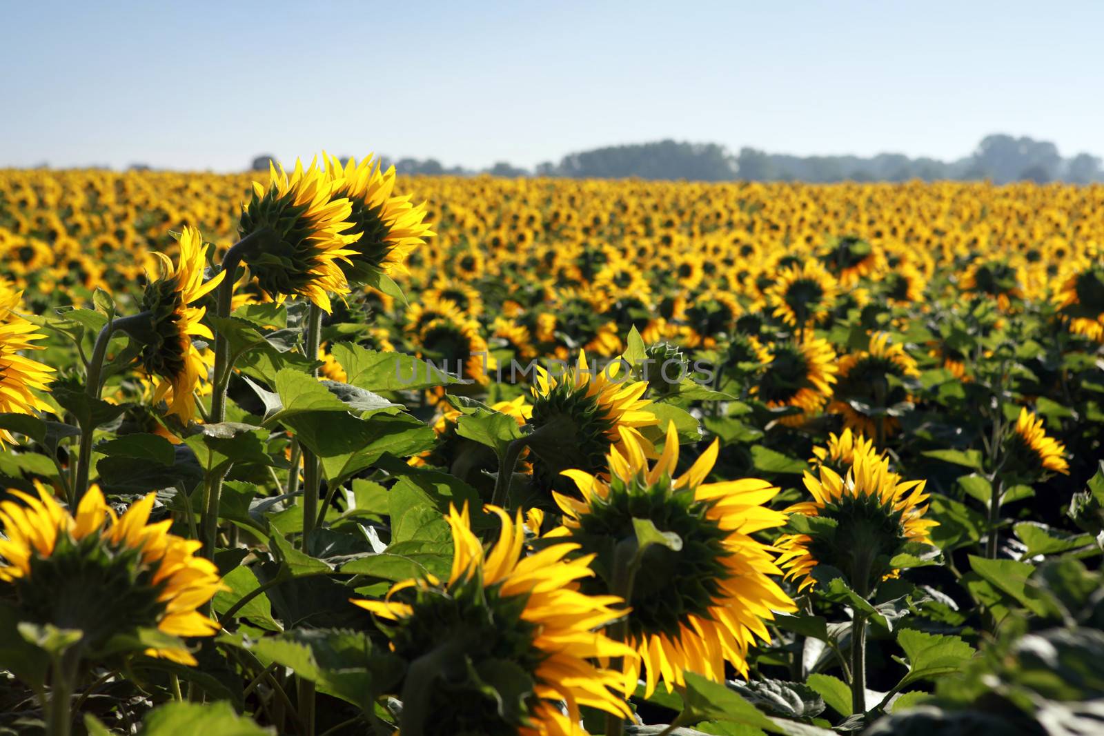 Field of sunflowers by phovoir