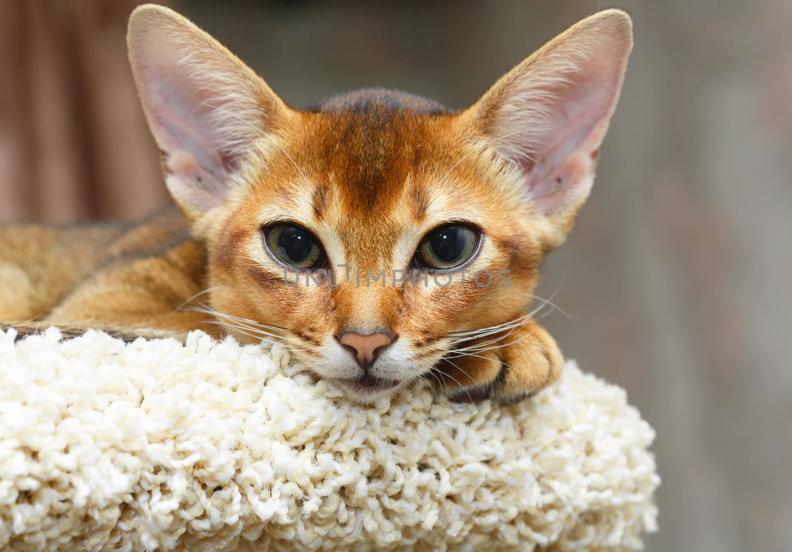 Young abyssinian cat lying at cat tree furniture