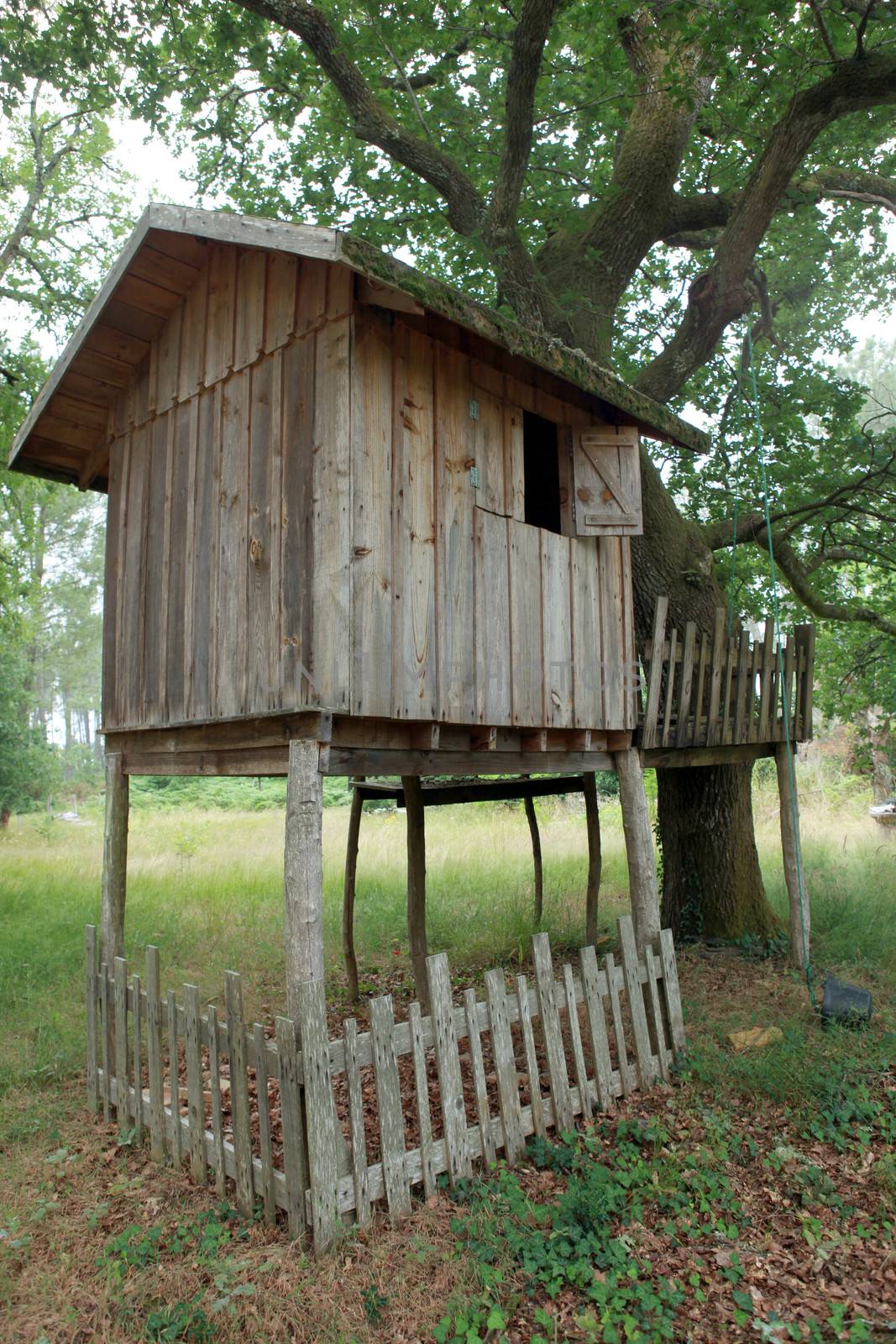 Tree house by phovoir