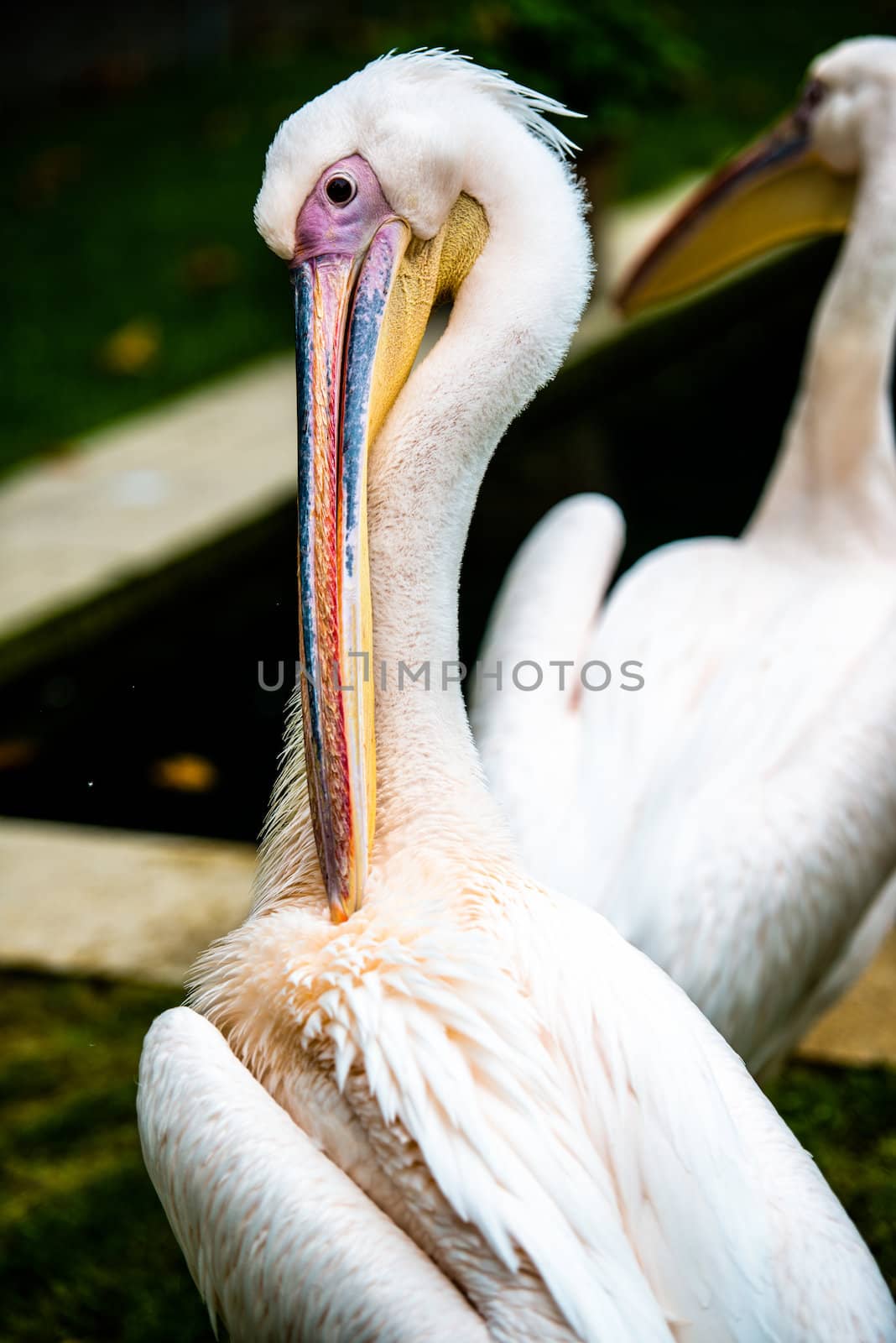 Pink pelican portrait with head and beak, cleaning his plumage