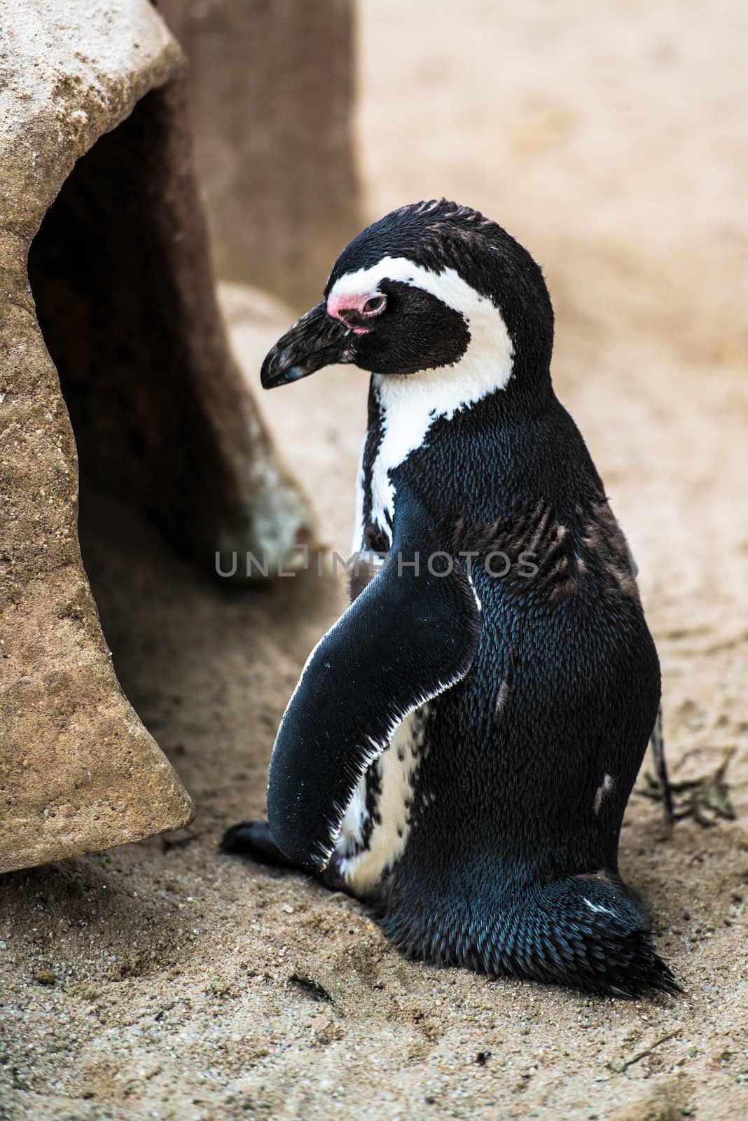 Magellanic penguin sitting in front of his nest in the sand