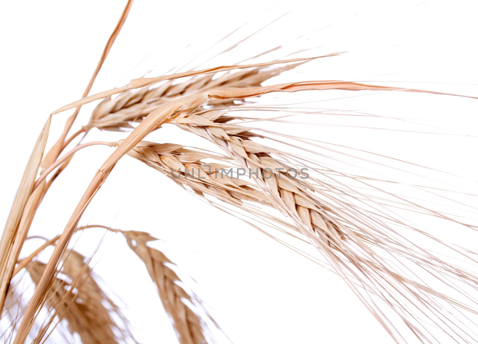 Isolated wheat ears on a white background.