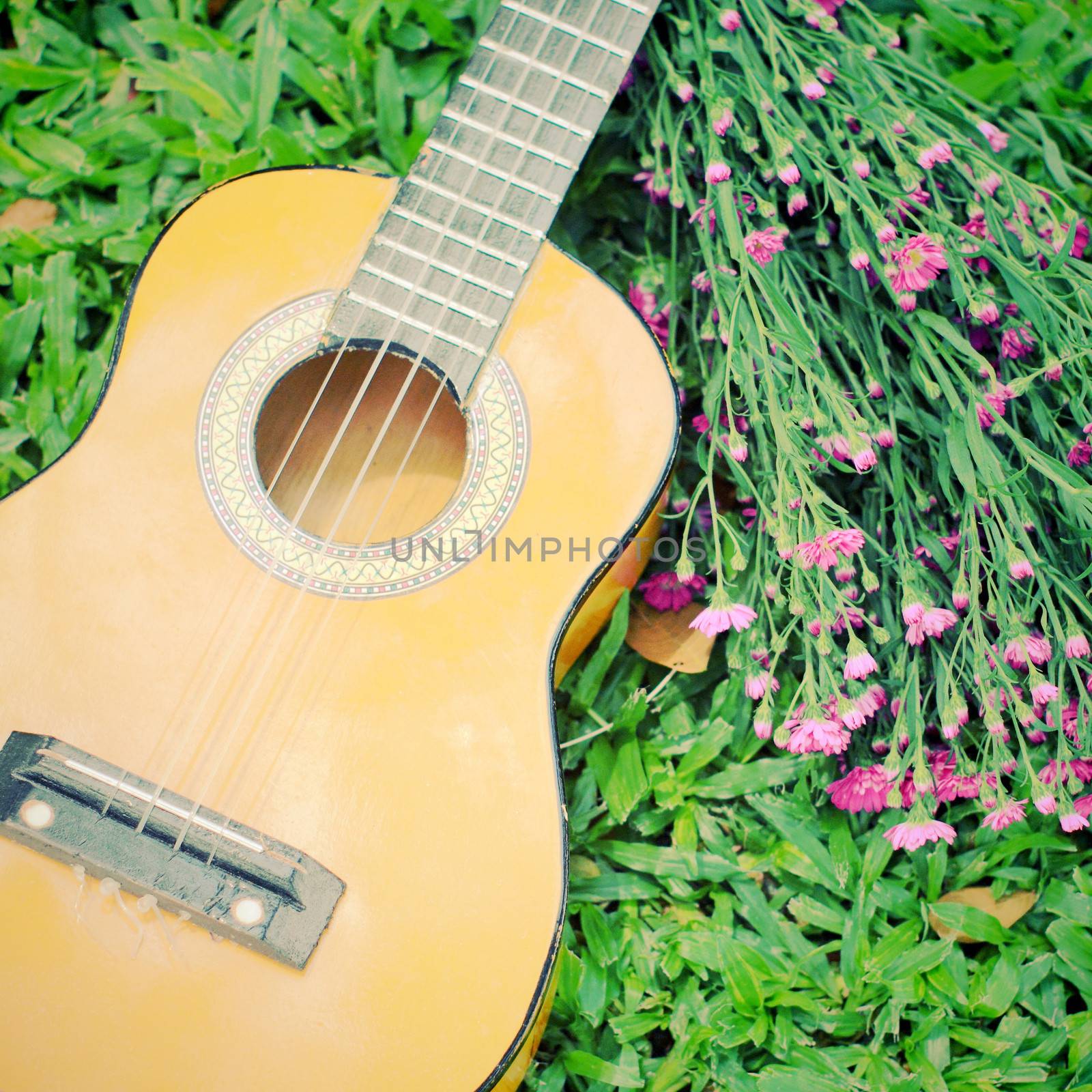 Ukulele guitar on green grass with flower by nuchylee