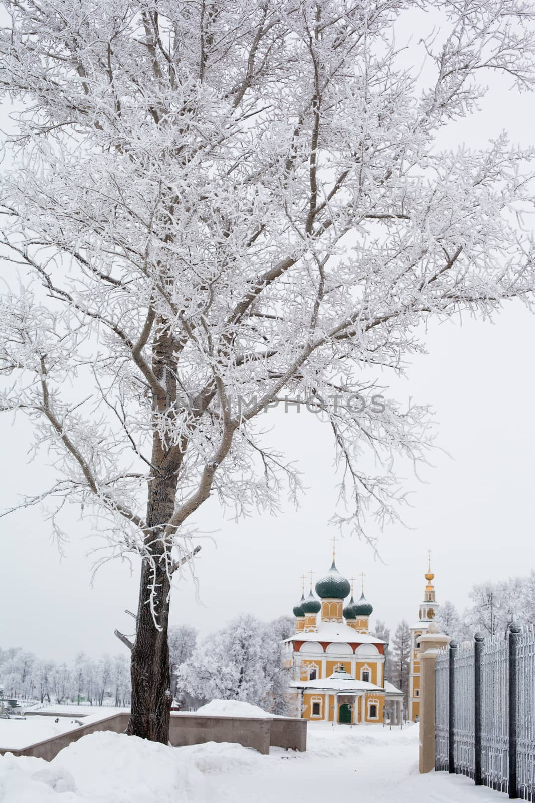 White trees and yellow church in winter in Uglich
