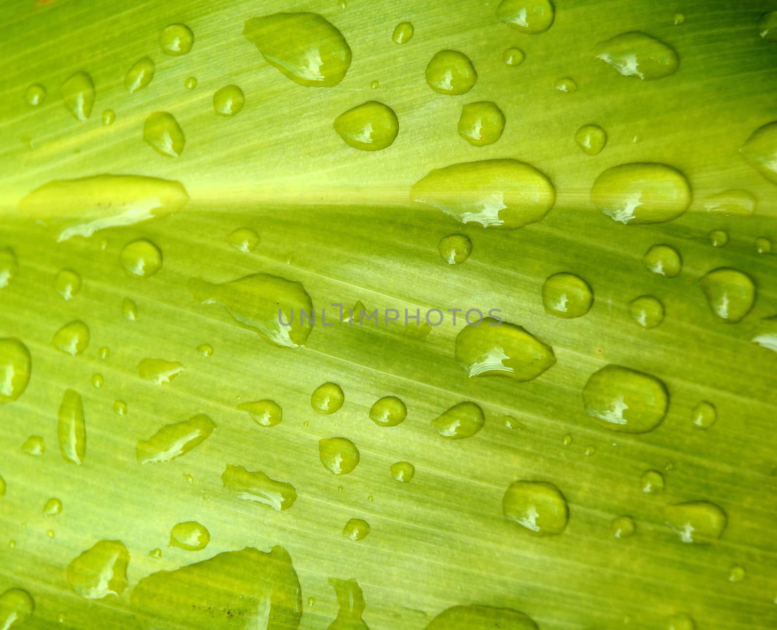 Nature Background Of Water Drops Of A Tropical Leaf