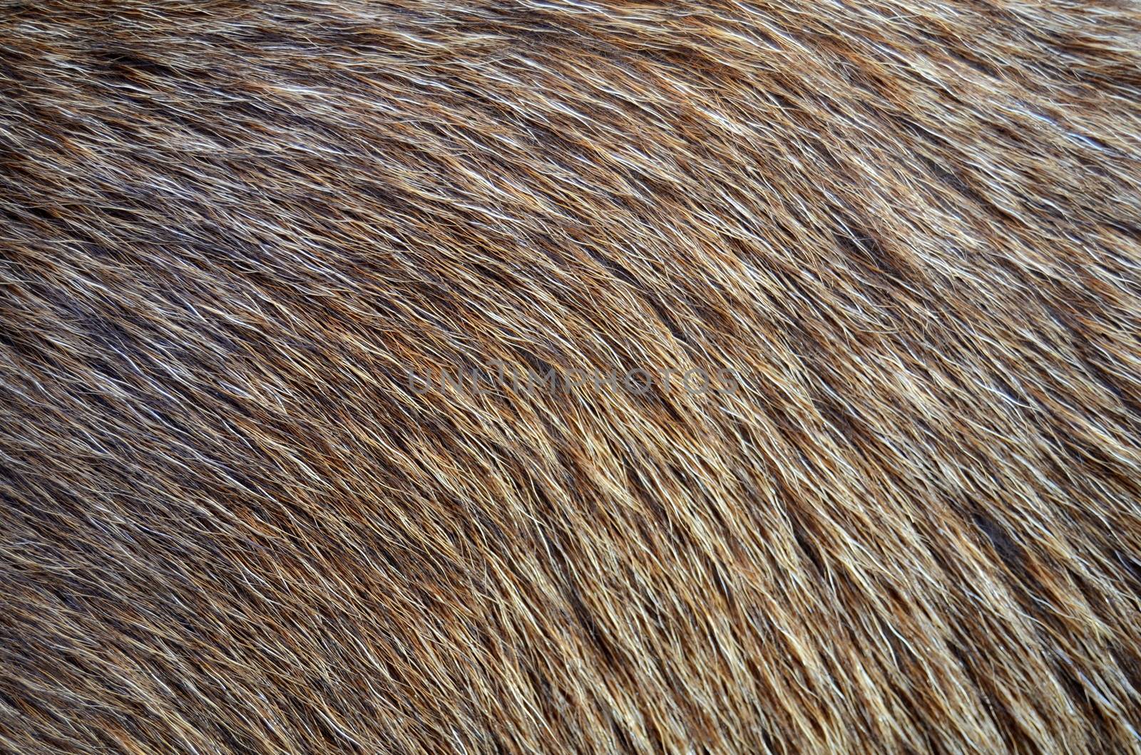 Abstract Background Texture Closeup Of Animal Fur