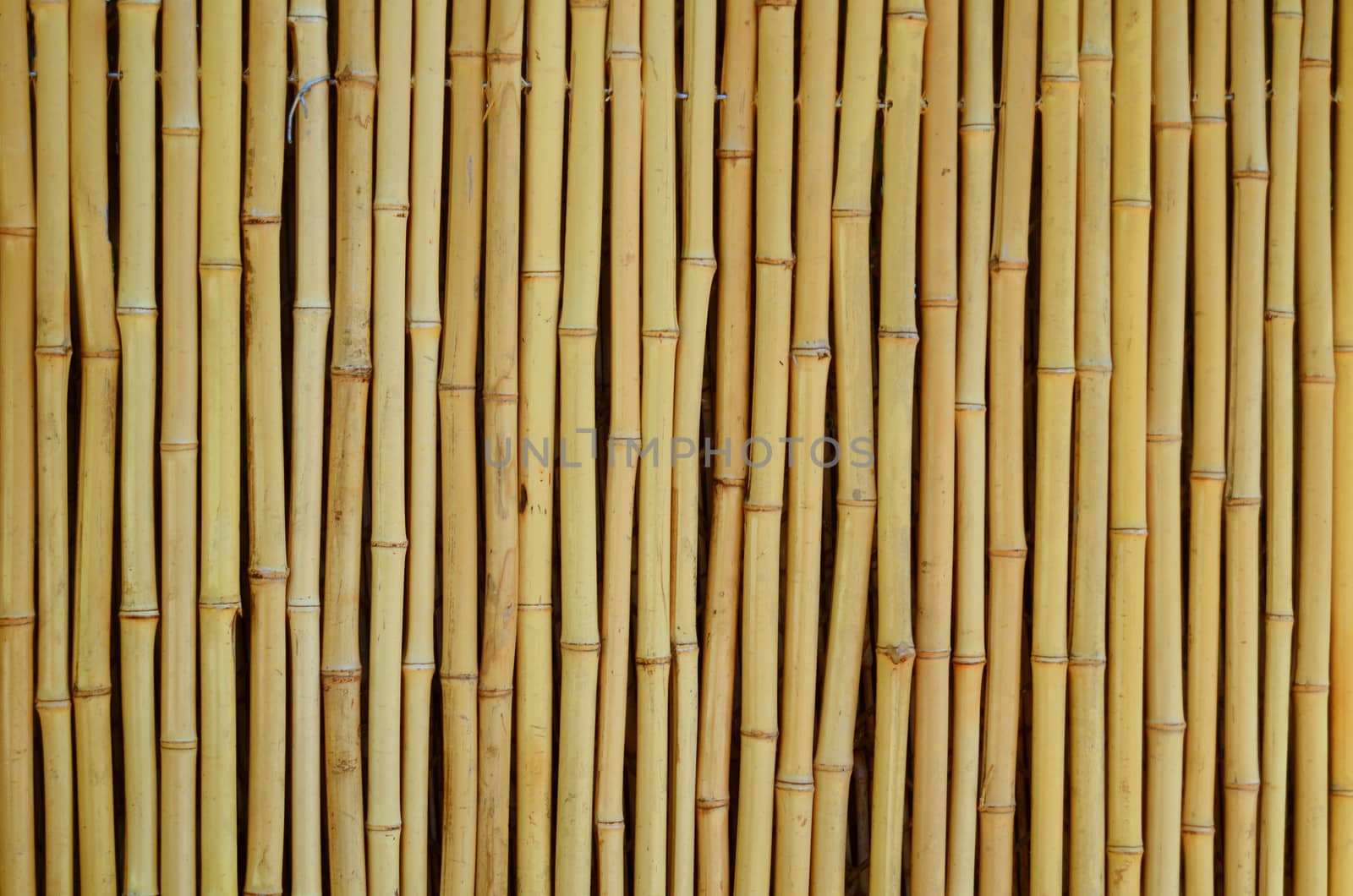 Background Texture Of A Bamboo Fence In The Tropics