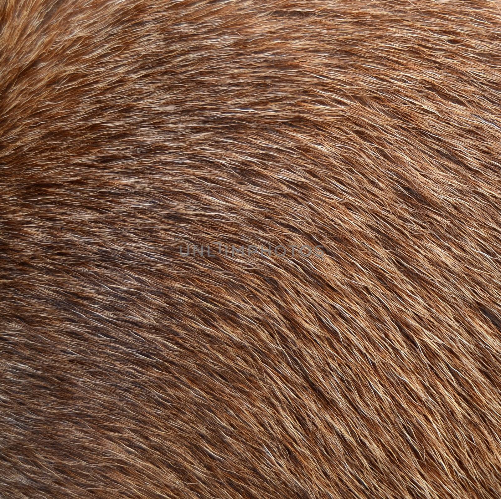 Animal Fur by mrdoomits
