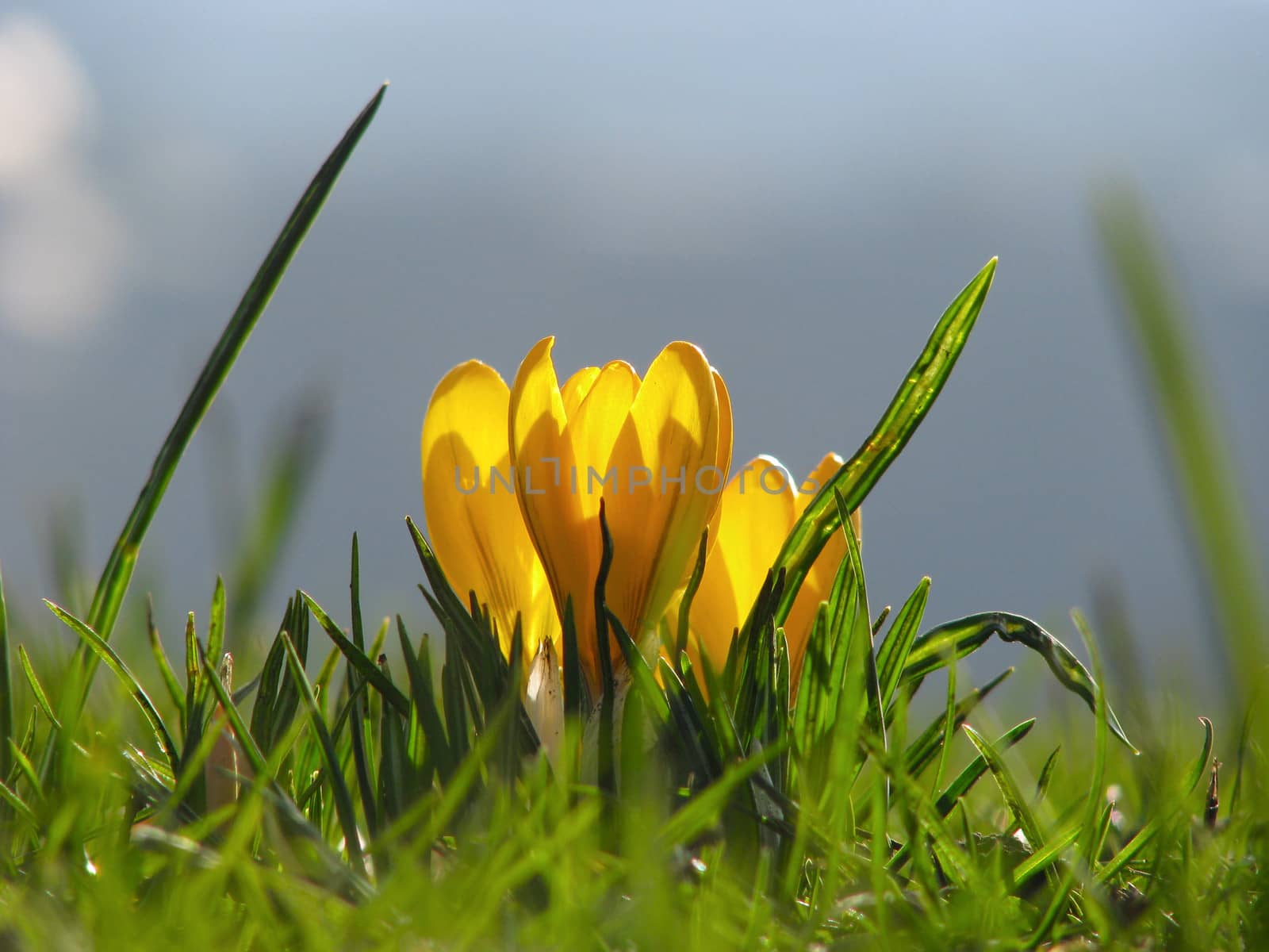A Bright Yellow Crocus Flower in the Spring Sunshine