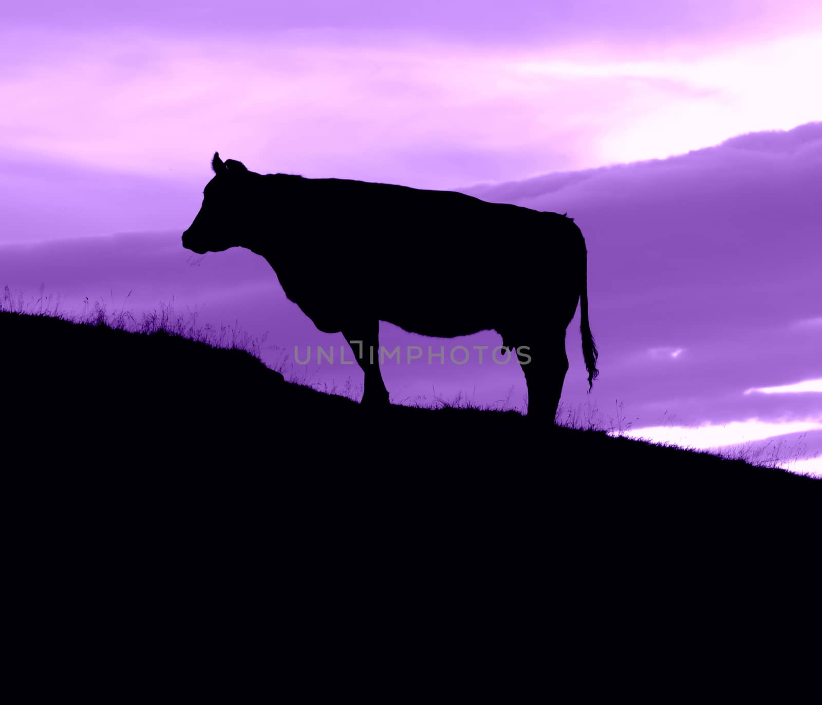 Purple Cow by mrdoomits
