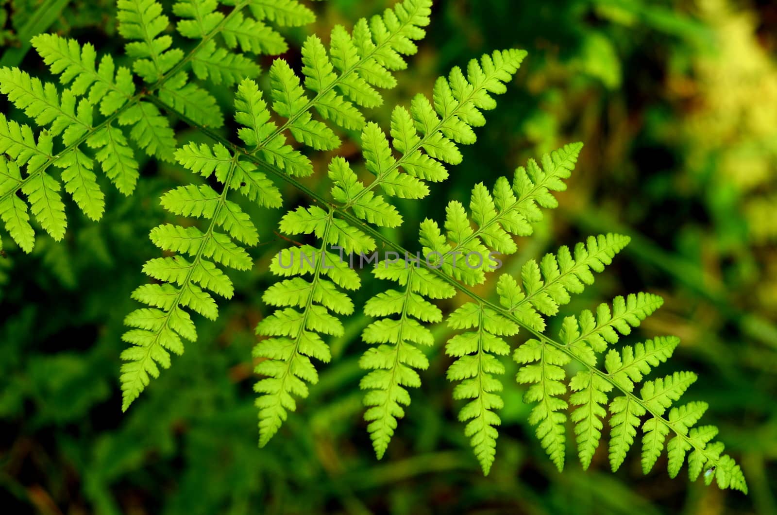 Vibrant Green Fern Leaves In A Forest