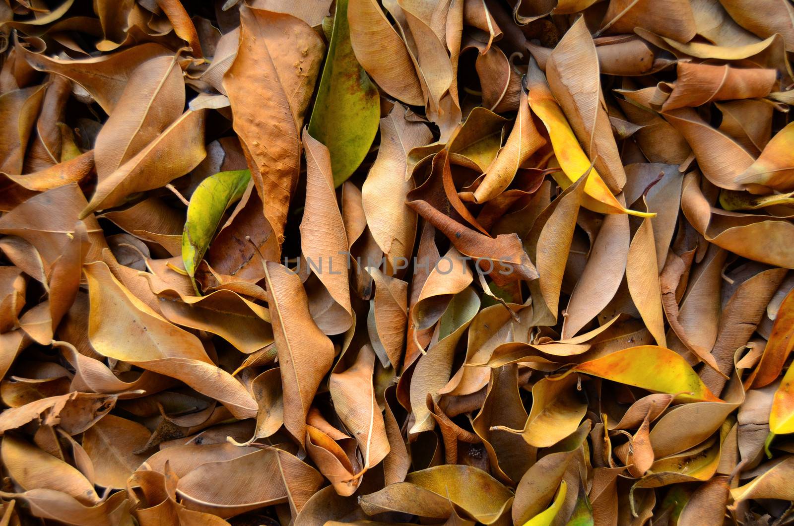 Leaves by mrdoomits