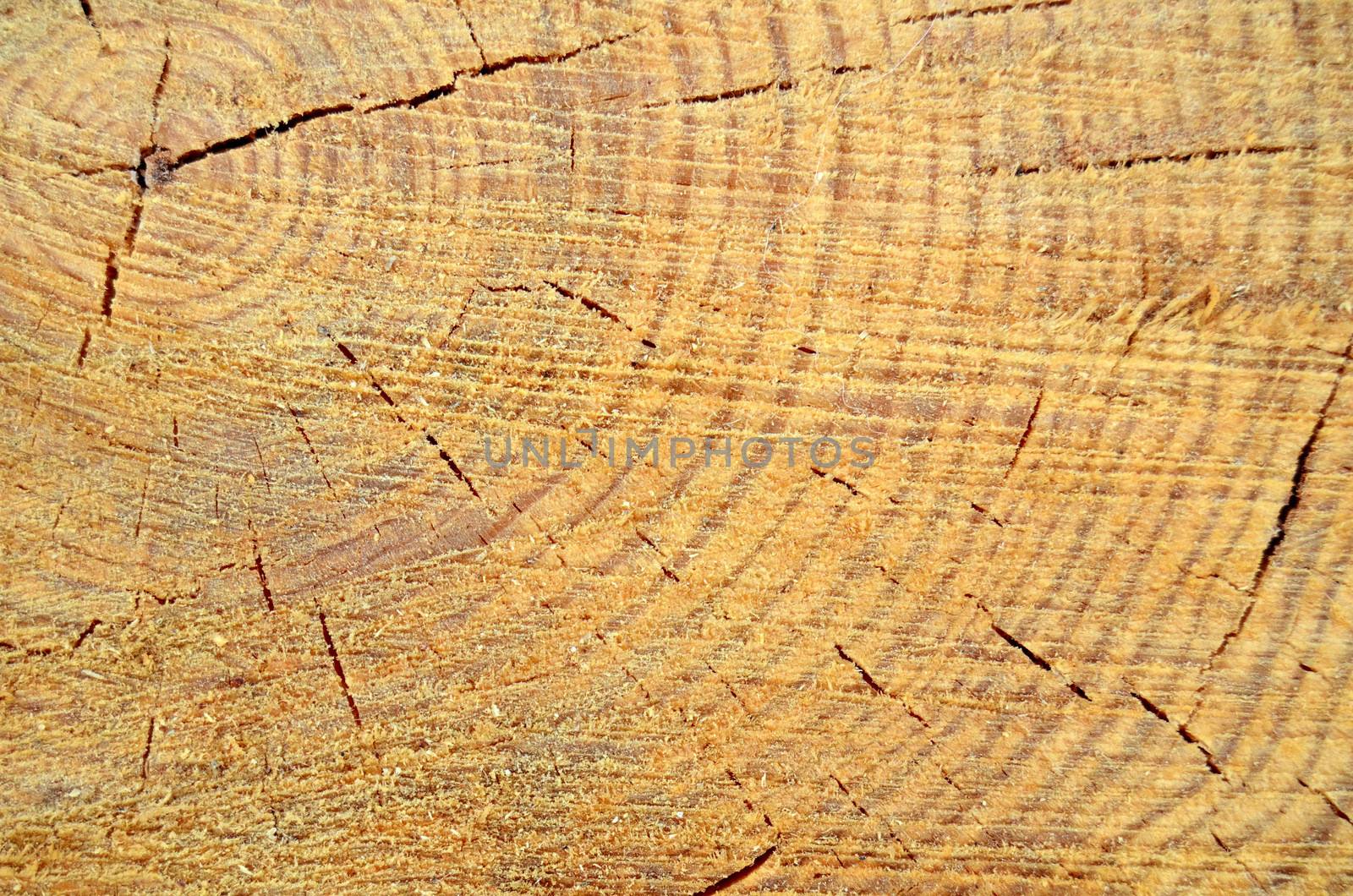 Background Texture Of Freshly Cut Wood