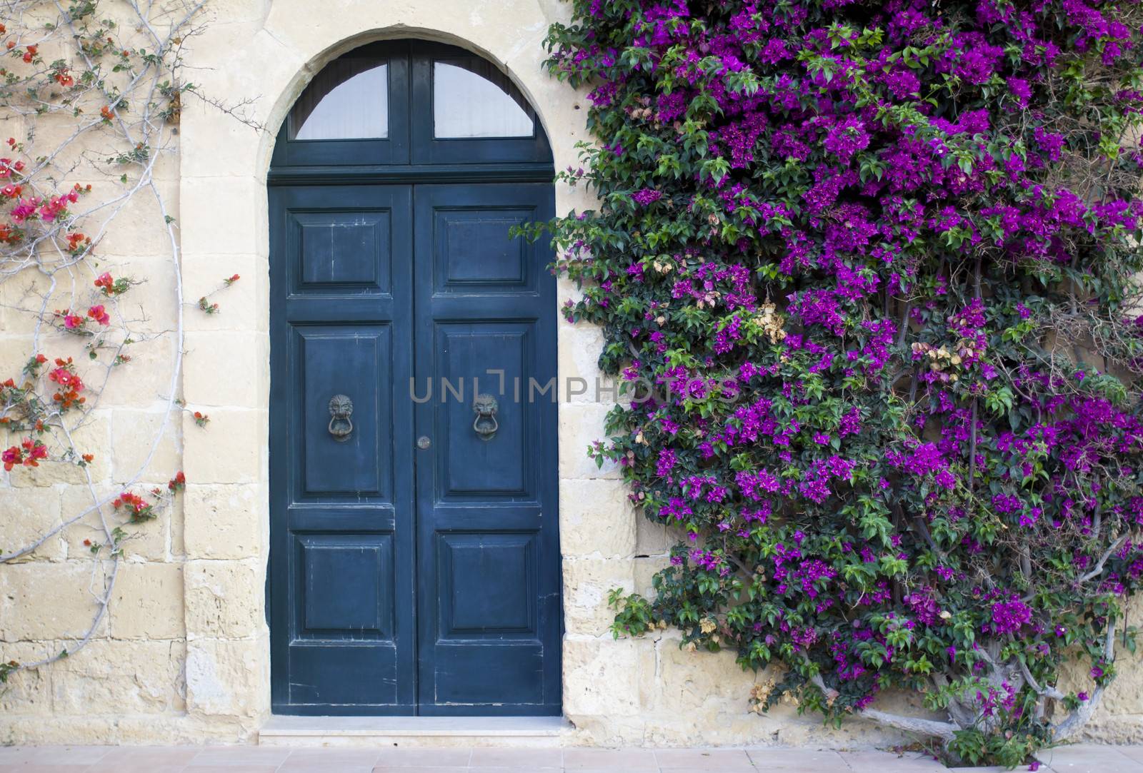 A mediterranean house in Gozo, Malta with an old door and a tree with flowers climbing the wall