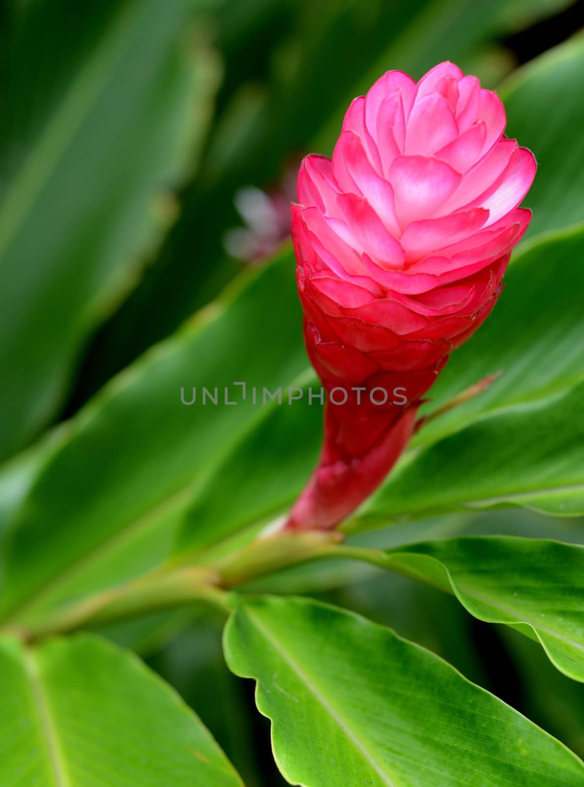 Tropical Flower by mrdoomits