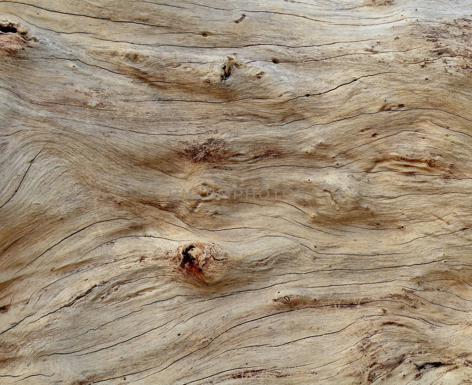 Abstract Background Texture Of Smooth Driftwood