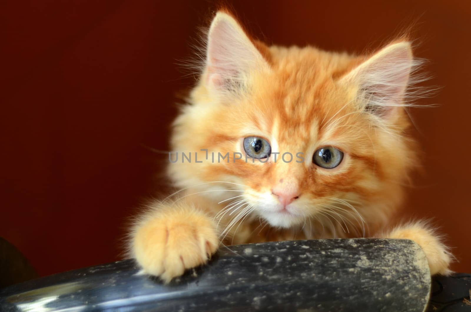 Cute Fluffy Ginger Kitten With Copy Space