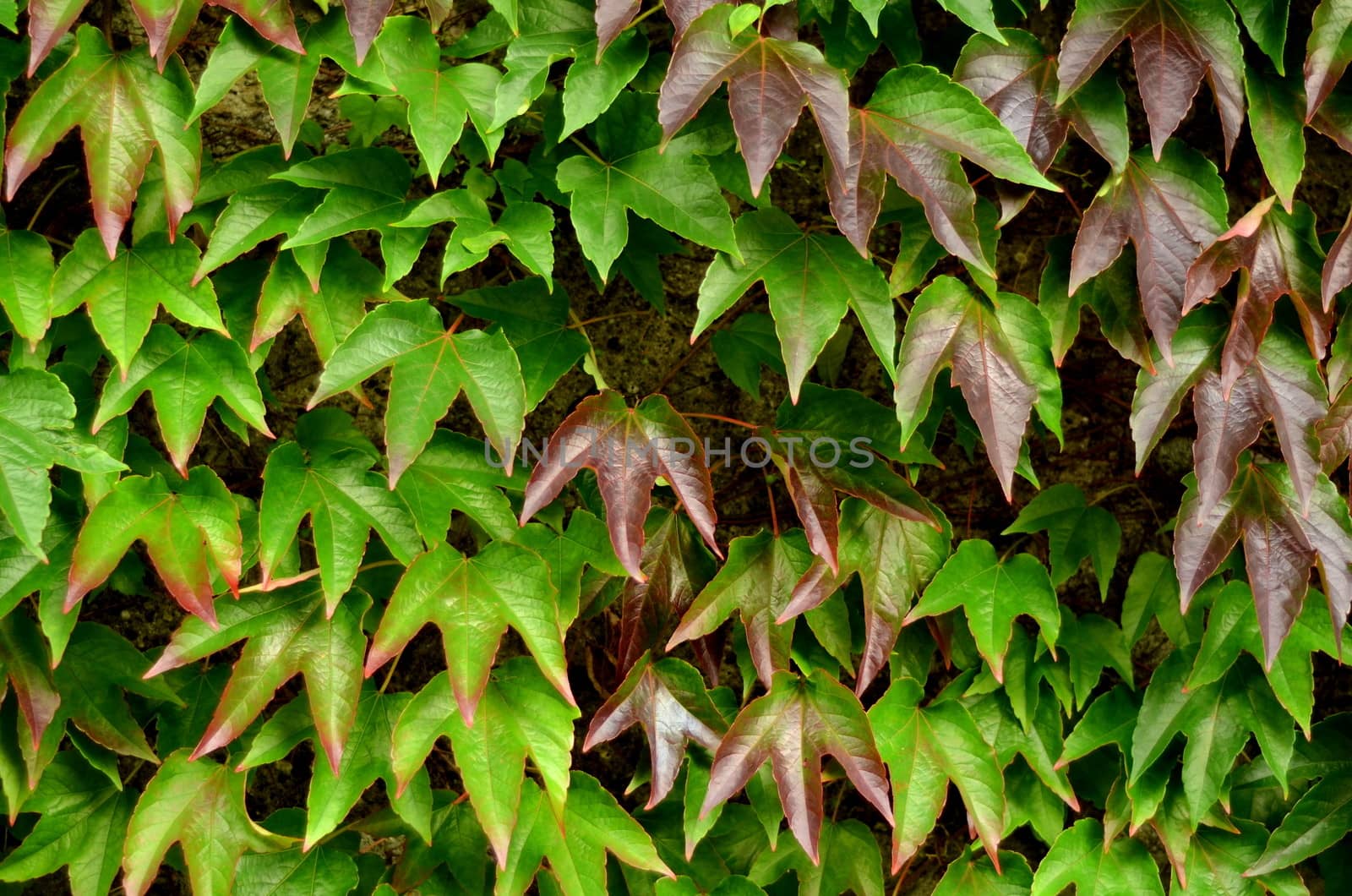 Background Texture Of Ivy Leaves Against A Garden Wall