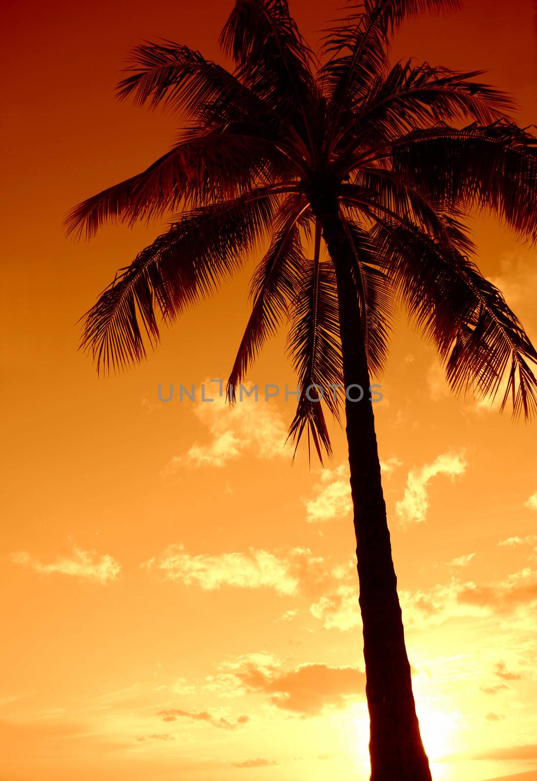 A Palm Tree Set Against A Hawaiian Sunset