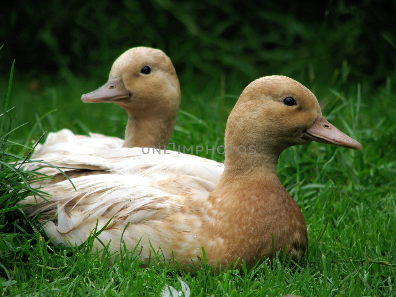 Two brown call ducks (bantam ducks) relaxing on the grass.