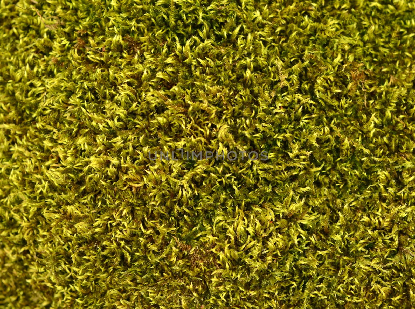 Abstract Background Texture Of Lush Green Moss