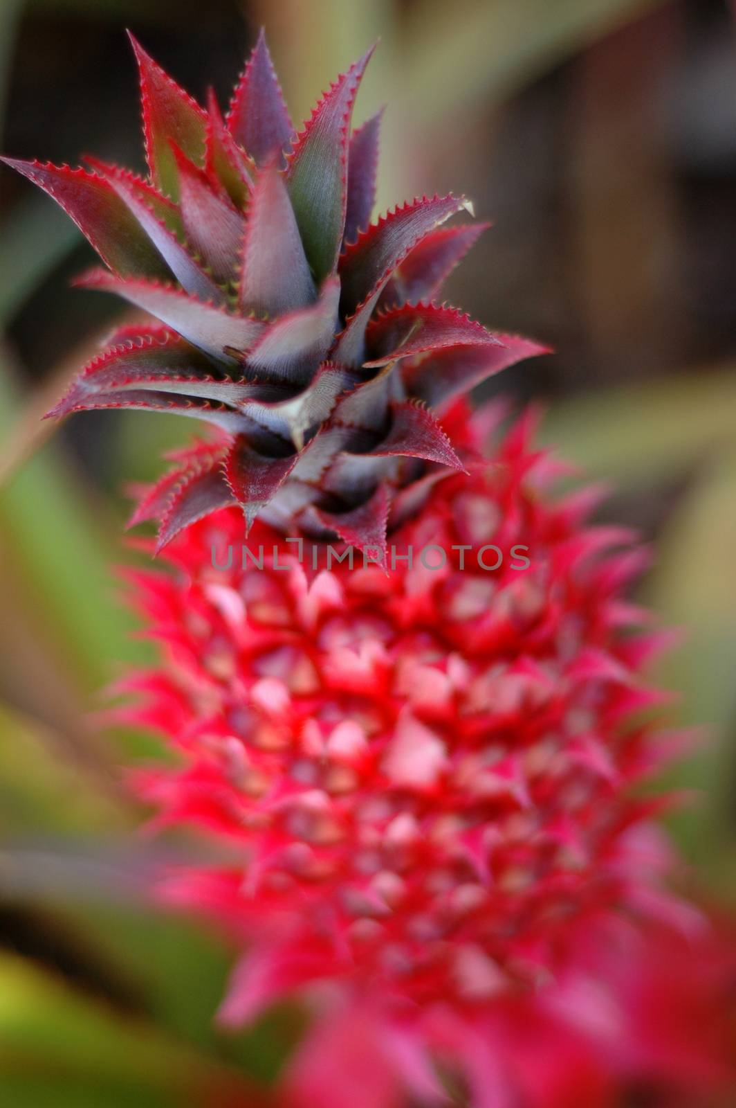 A Red Pineapple In Hawaii With Shallow Depth Of Focus