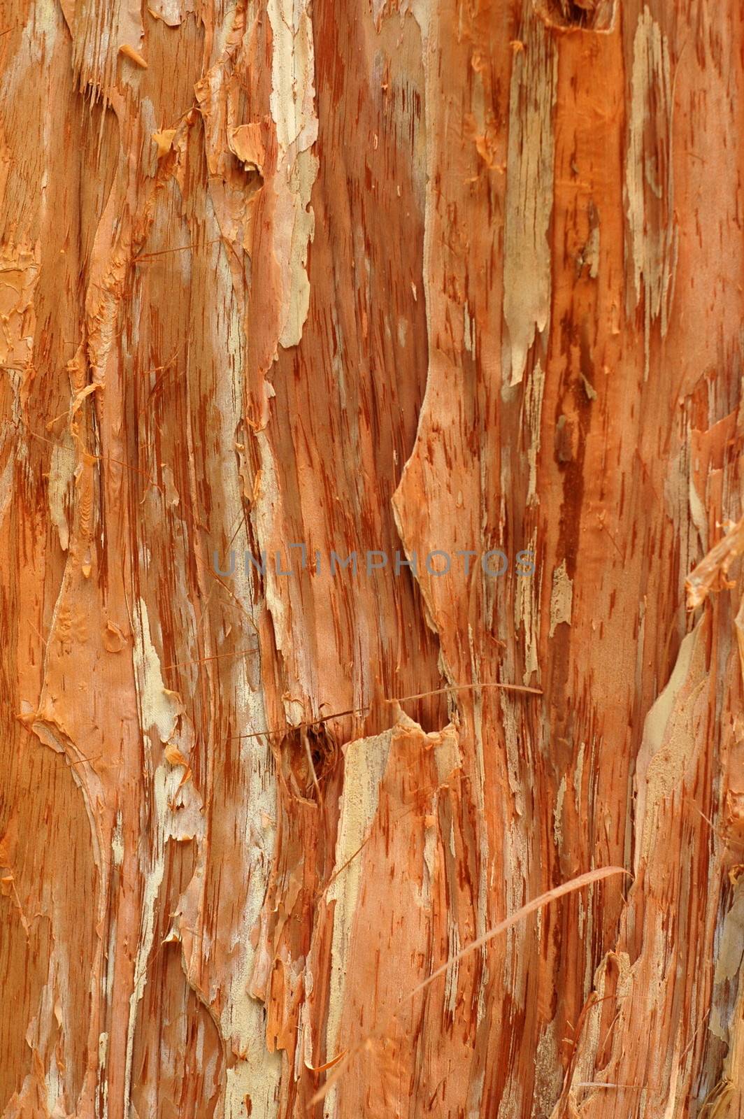 Paper Bark Tree by mrdoomits