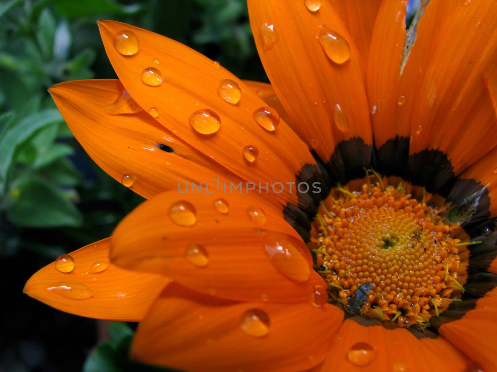 Orange Wet Flower by mrdoomits