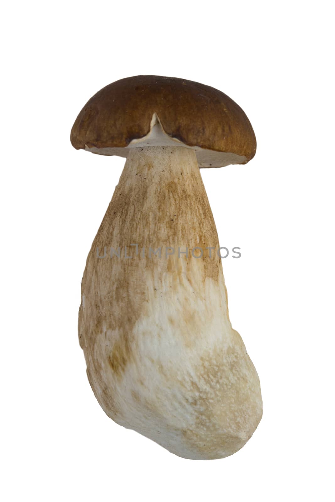 Boletus edulis isolated on white background